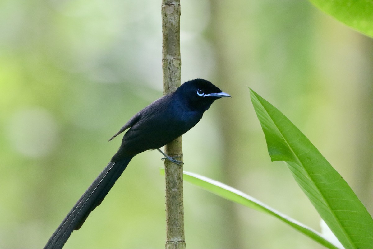 Seychelles Paradise-Flycatcher - ML642426156