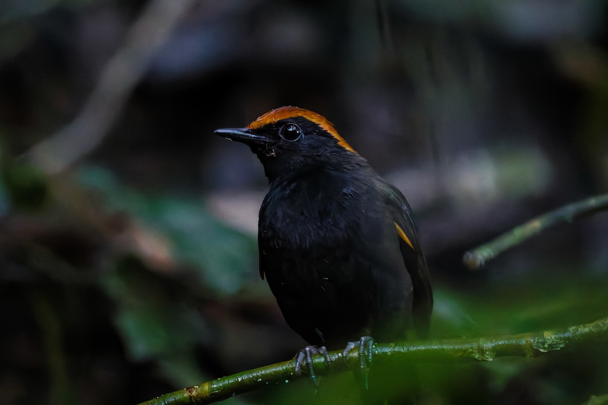 Rufous-capped Antthrush - ML642426183
