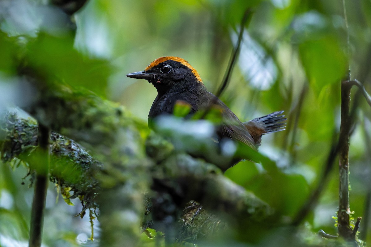 Rufous-capped Antthrush - ML642426184