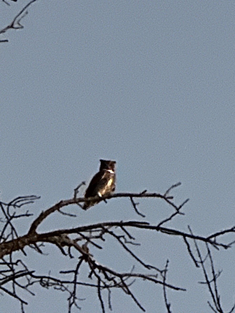 Great Horned Owl - ML642426190