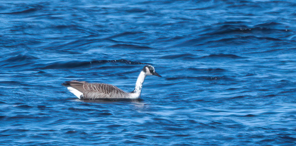 Swan x Canada Goose (hybrid) - ML642426206