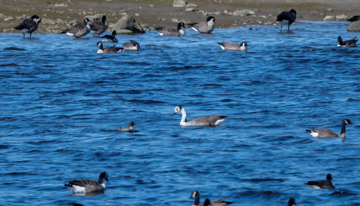 Swan x Canada Goose (hybrid) - ML642426208