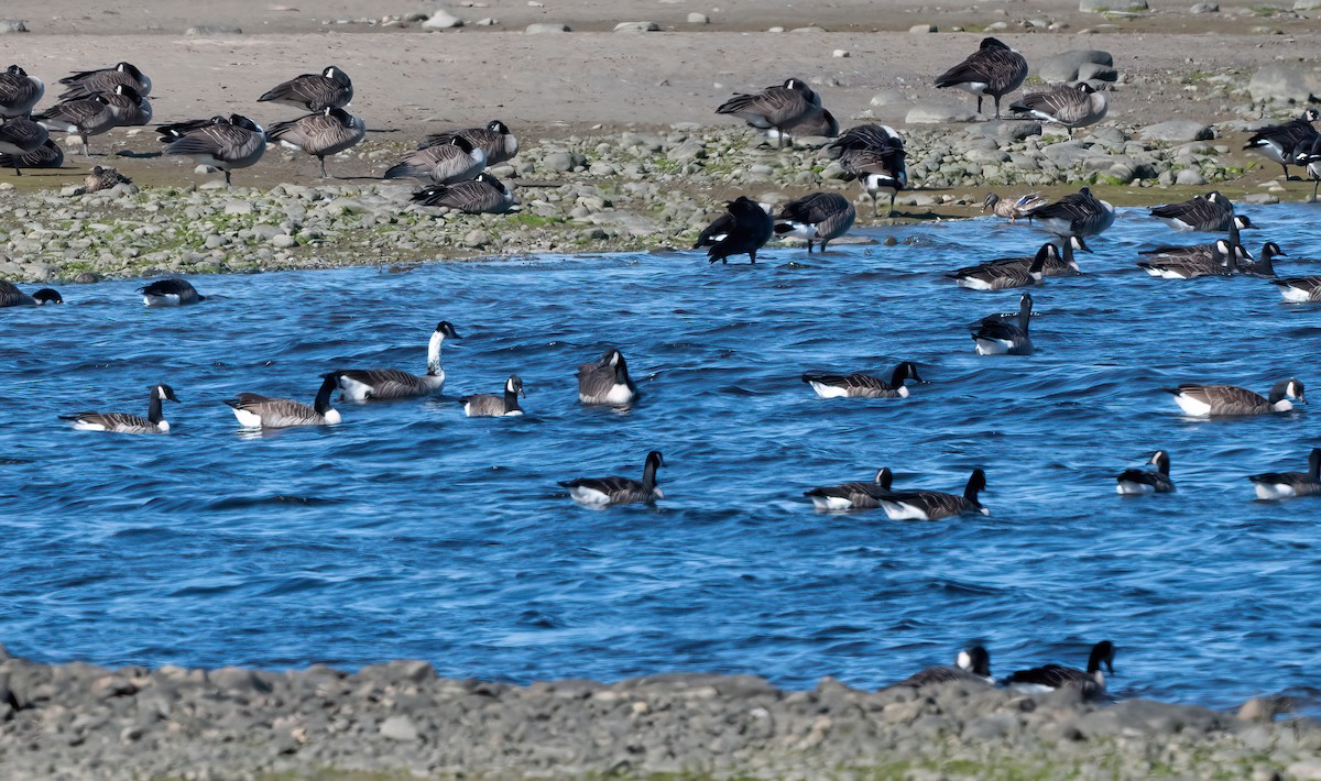 Swan x Canada Goose (hybrid) - ML642426209