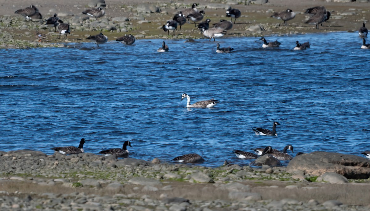 Swan x Canada Goose (hybrid) - ML642426210