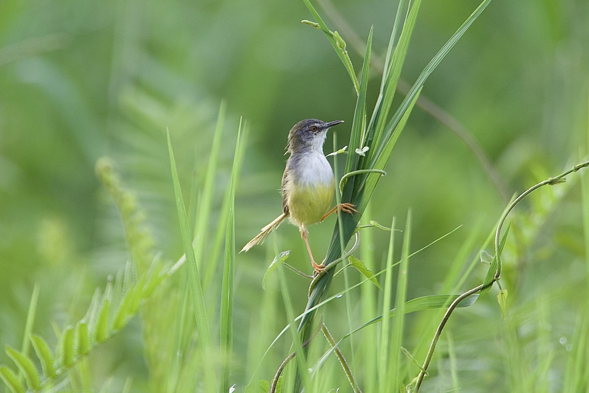 Yellow-bellied Prinia - ML642426218