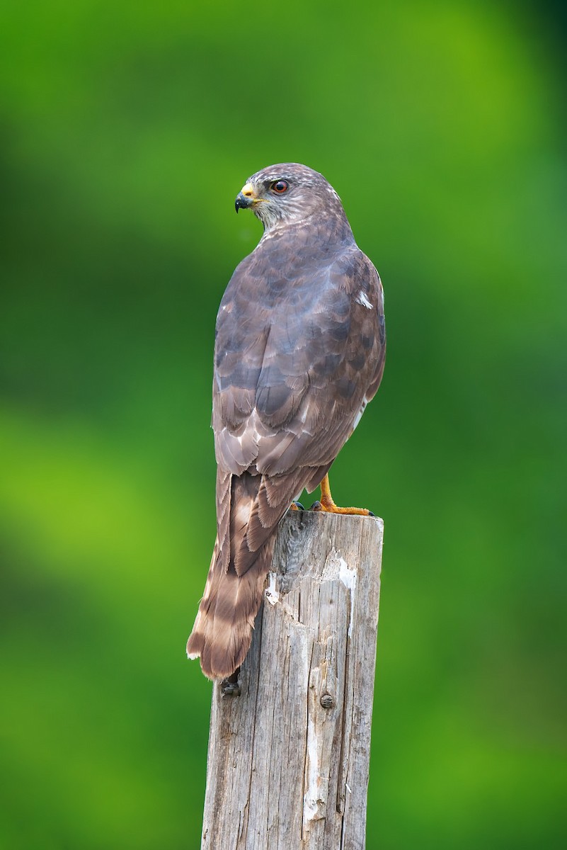 Levant Sparrowhawk - ML642426225