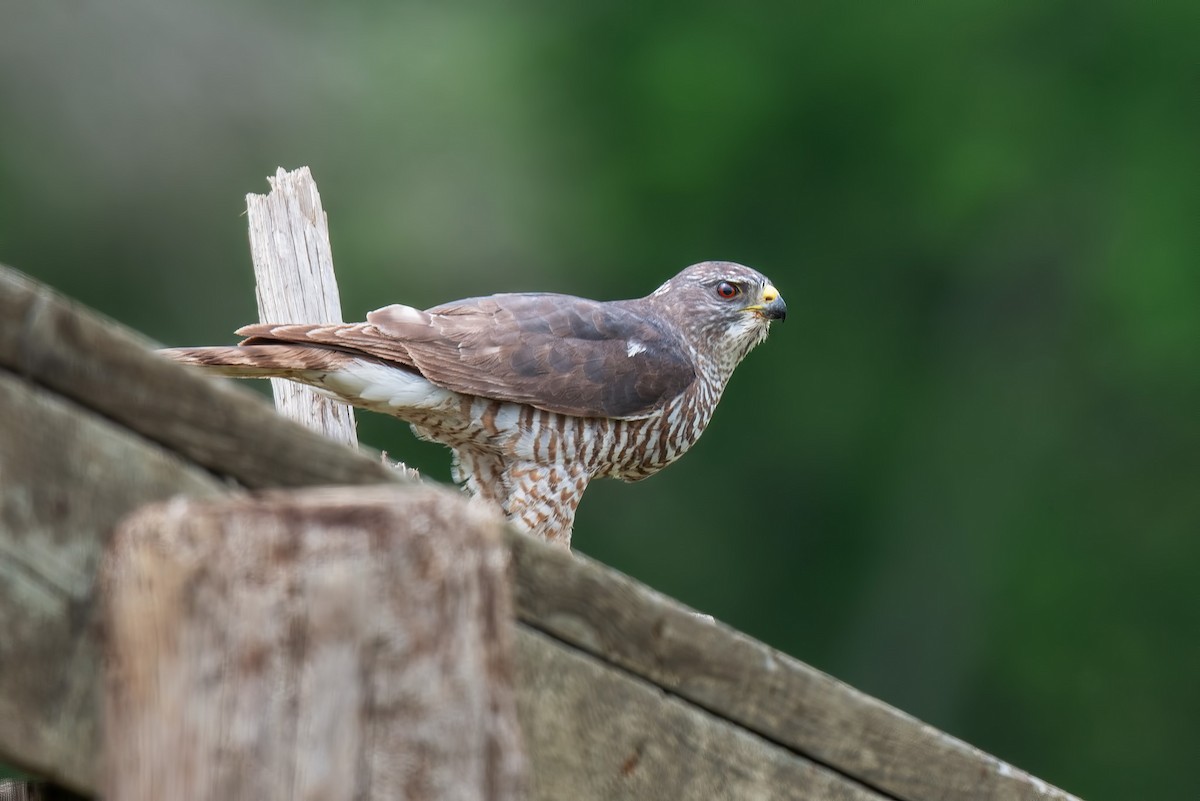 Levant Sparrowhawk - ML642426226