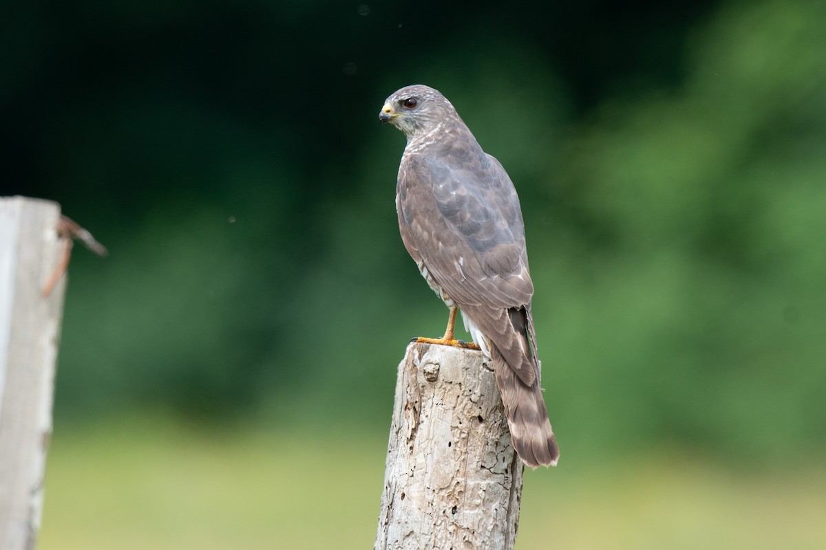 Levant Sparrowhawk - ML642426227