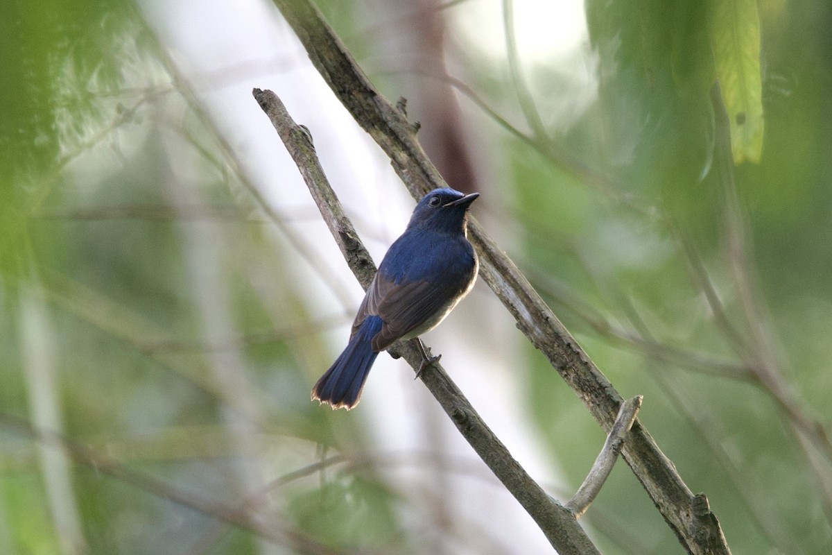 Hainan Blue Flycatcher - ML642426232