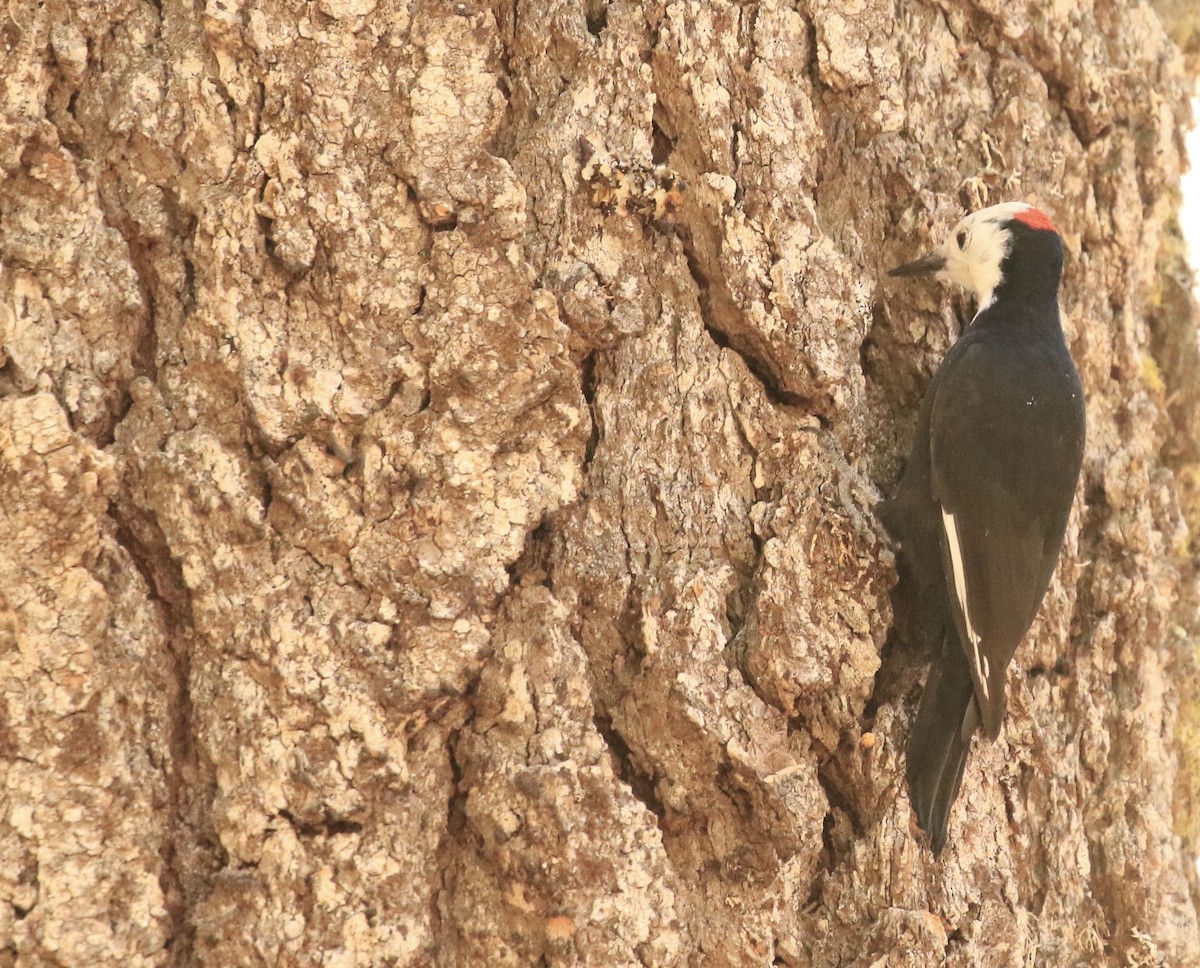 White-headed Woodpecker - ML642426269