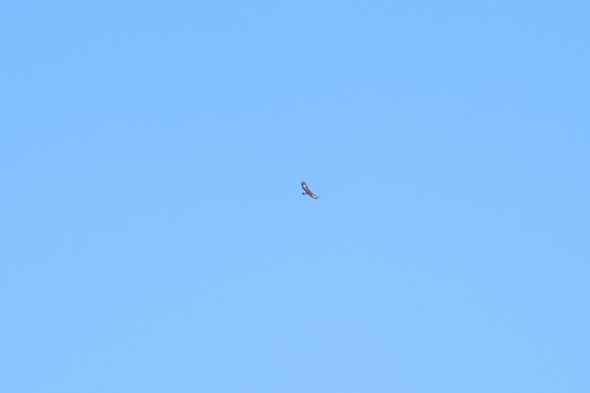 Aquila reale - ML642426297