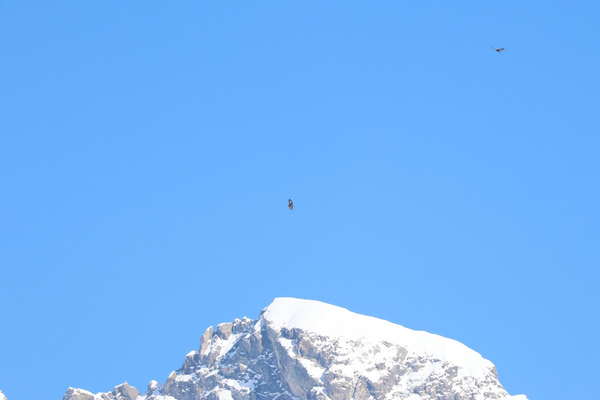 Aquila reale - ML642426298