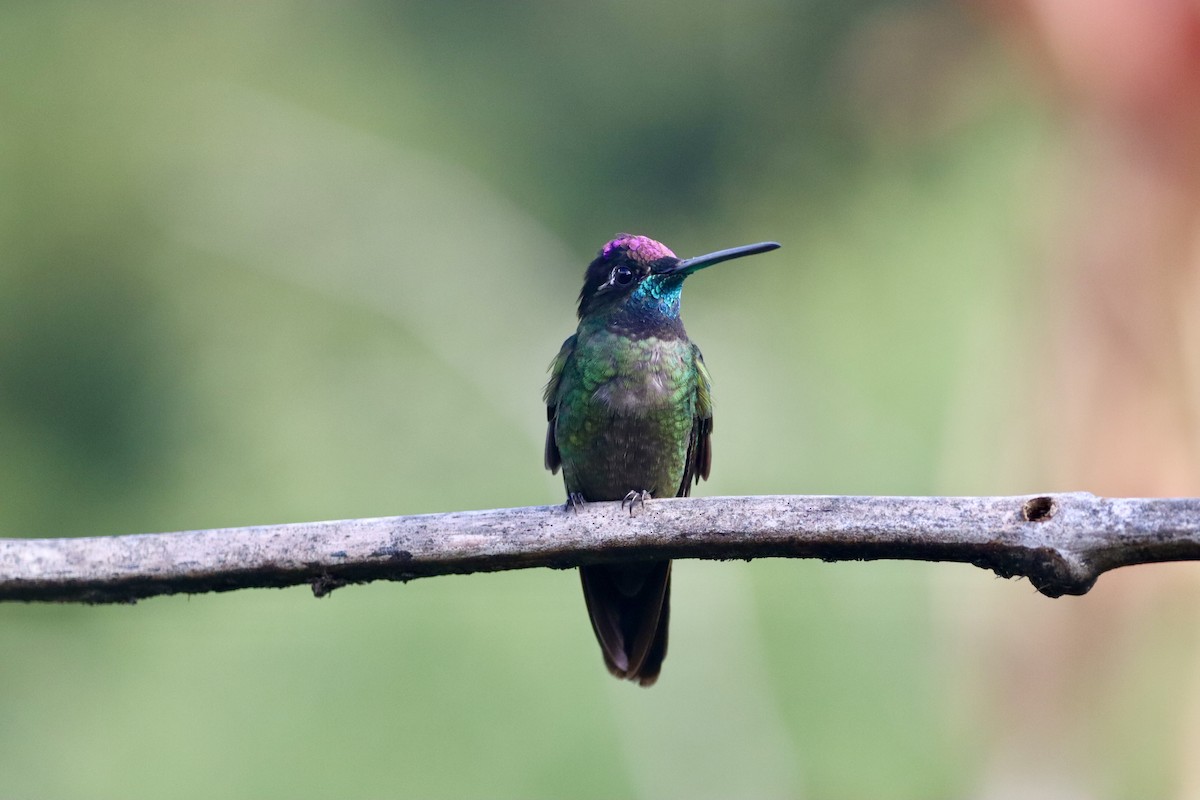 Talamanca Hummingbird - ML642426311