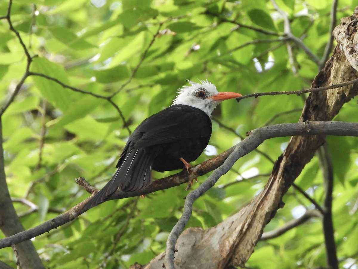 Black Bulbul - ML642426329
