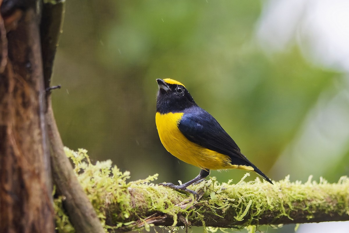 Orange-bellied Euphonia - ML642426334