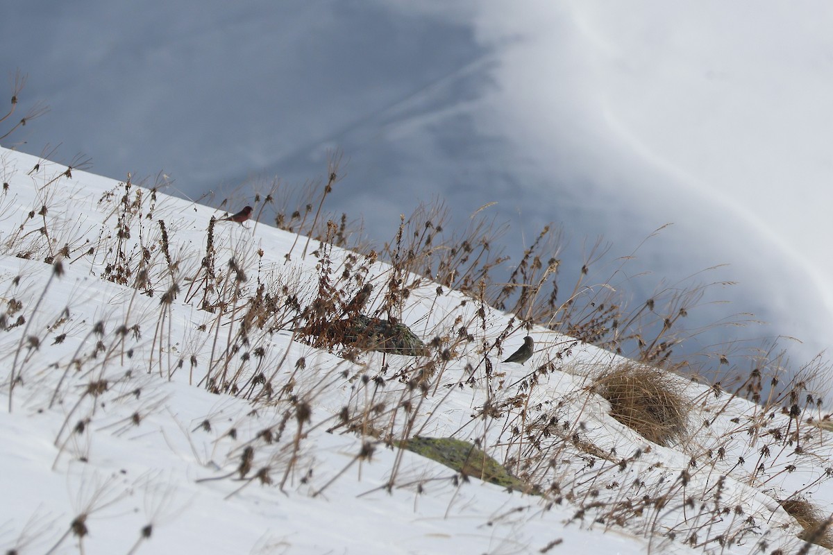 fjellrosenfink (rubicilla) - ML642426350