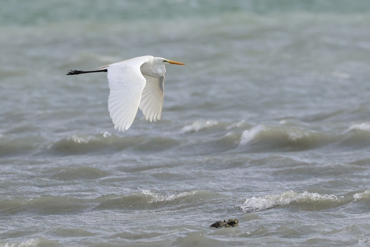 Great Egret - ML642426351