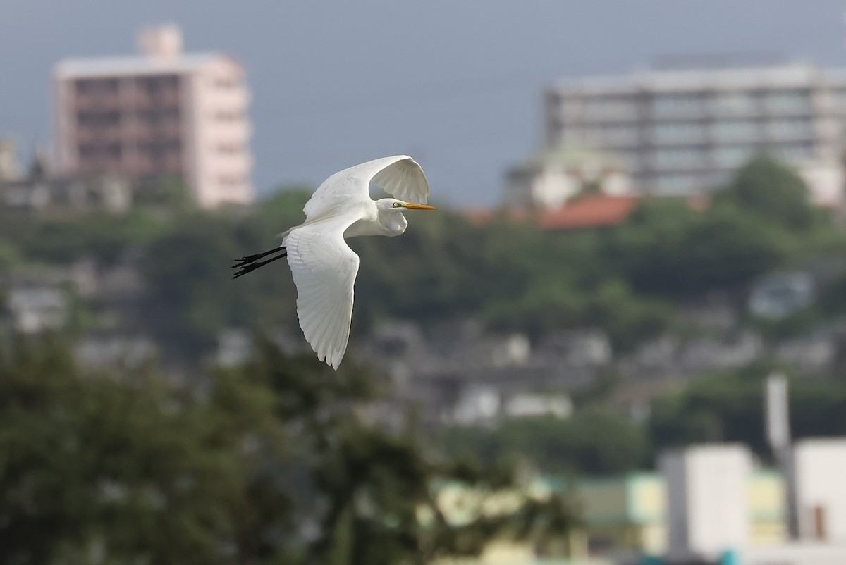 Great Egret - ML642426352