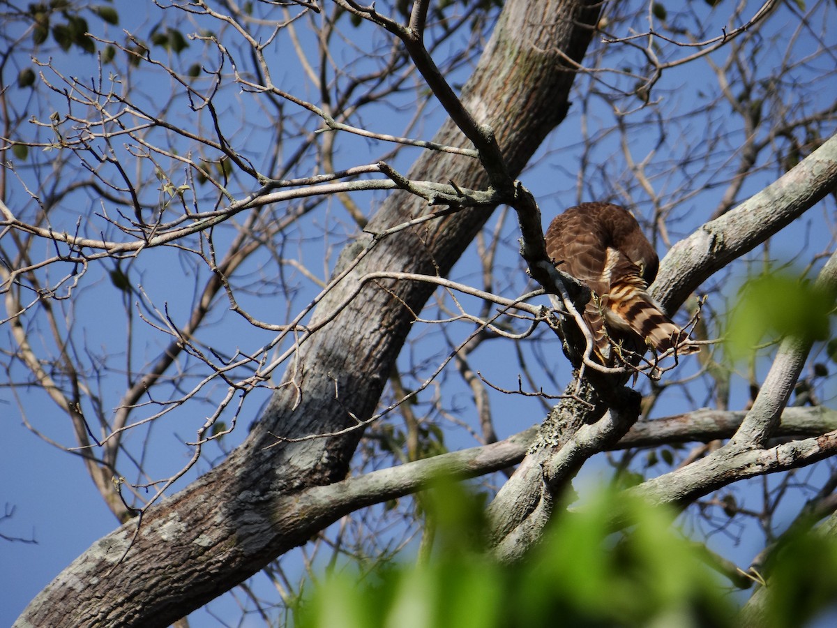 Roadside Hawk - ML642426393