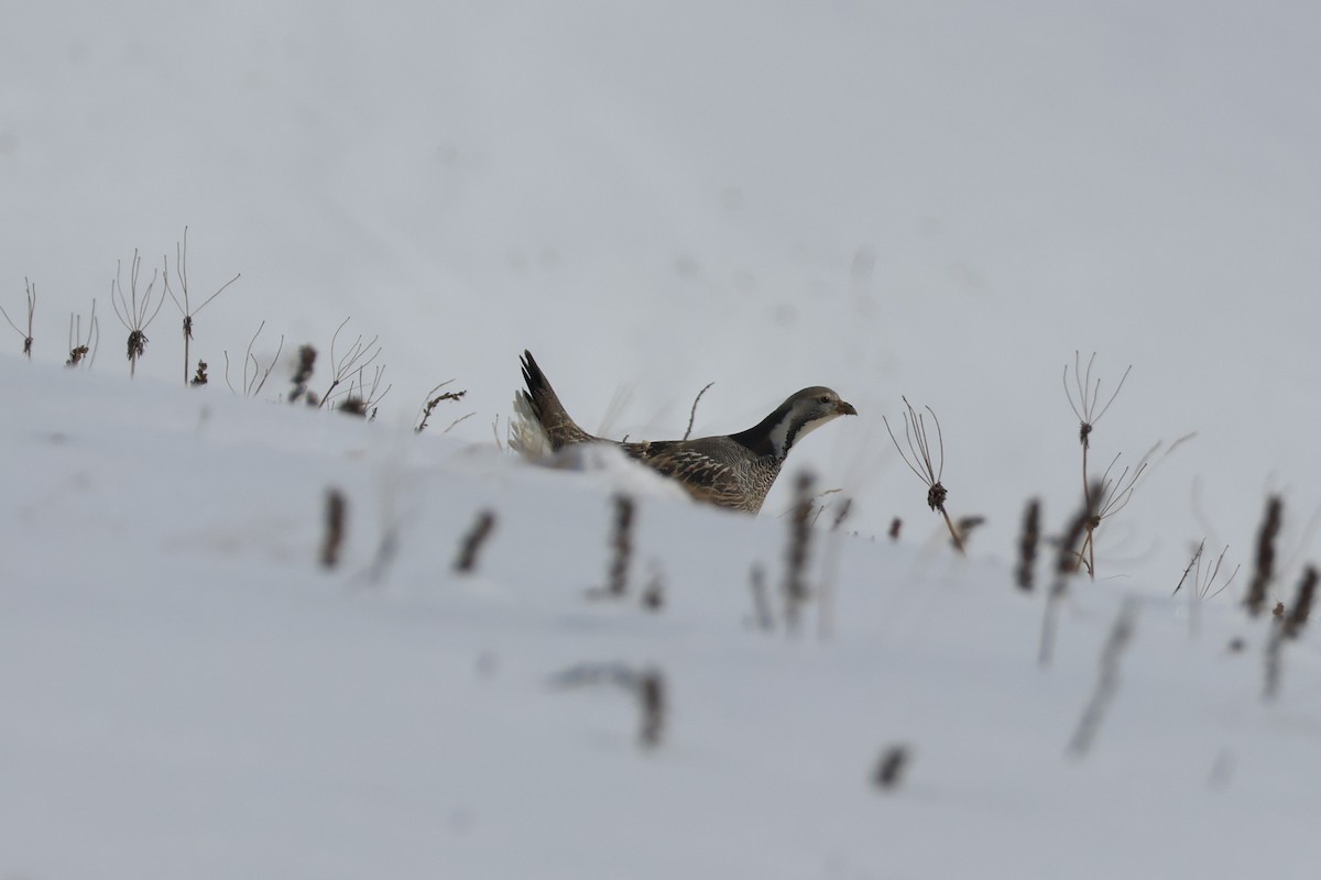 Caucasian Snowcock - ML642426395