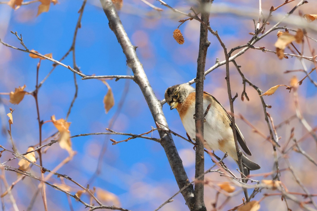 Brambling - ML642426424