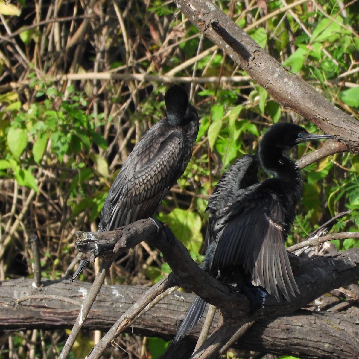 Indian Cormorant - ML642426428