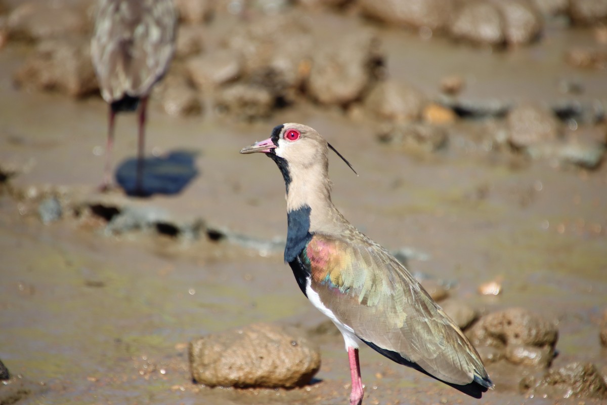 Southern Lapwing - ML642426429