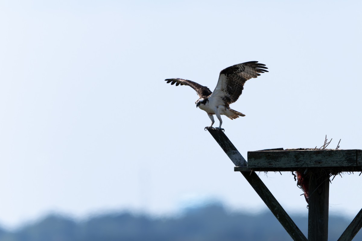 Osprey - ML642426430