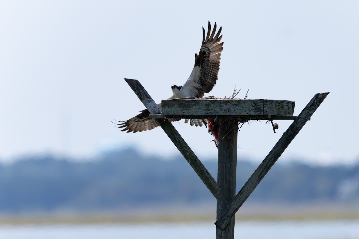 Osprey - ML642426431