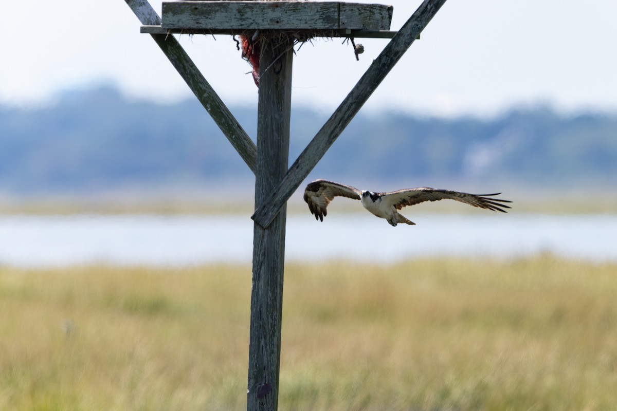 Osprey - ML642426432