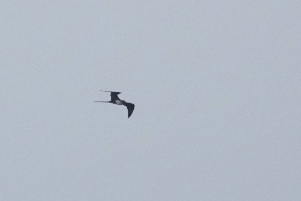 Great Frigatebird - ML642426433