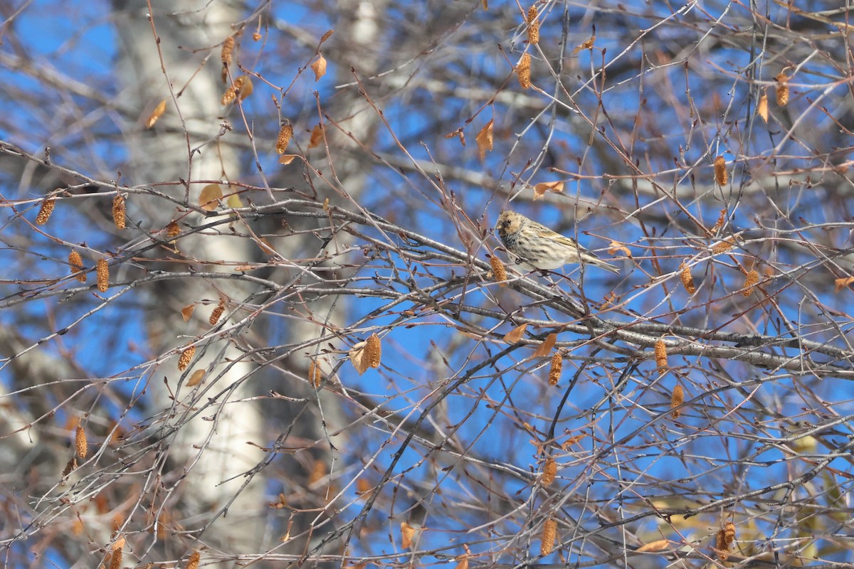 Fire-fronted Serin - ML642426434