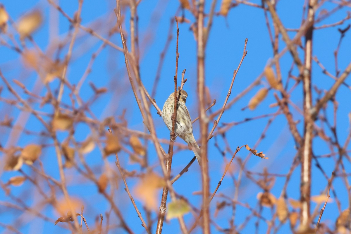 Fire-fronted Serin - ML642426437