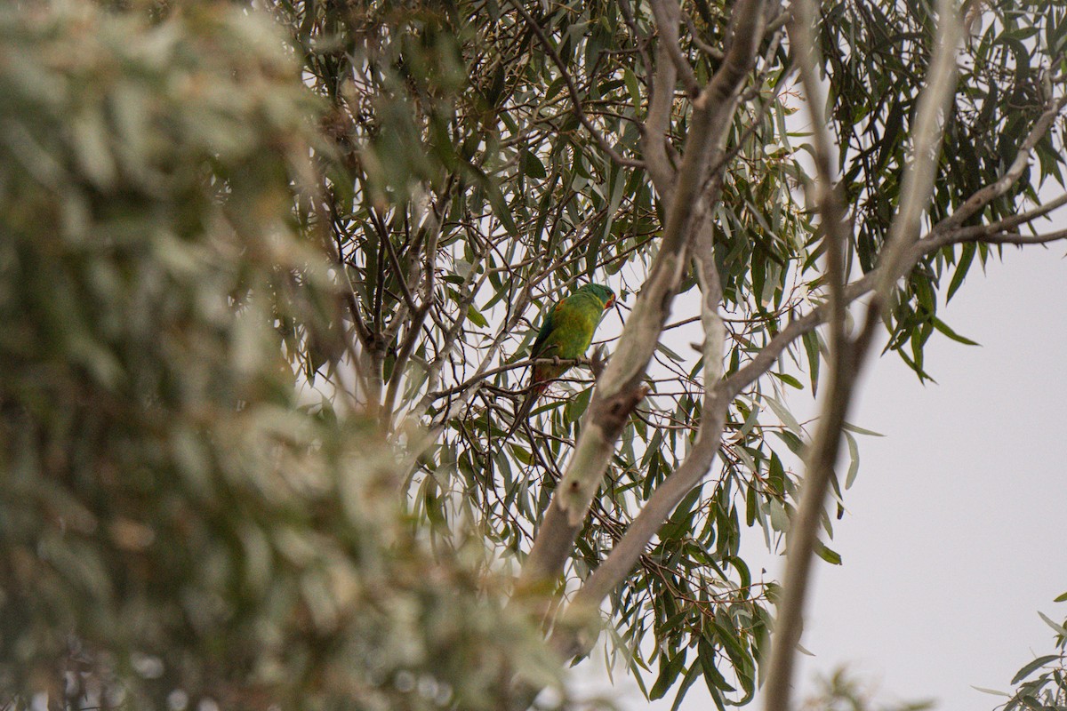 Swift Parrot - ML642426440