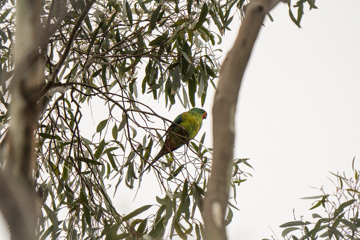 Swift Parrot - ML642426441
