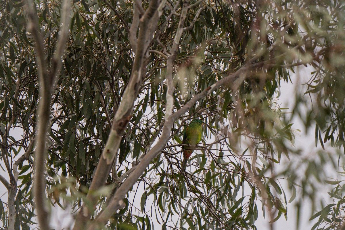 Swift Parrot - ML642426442
