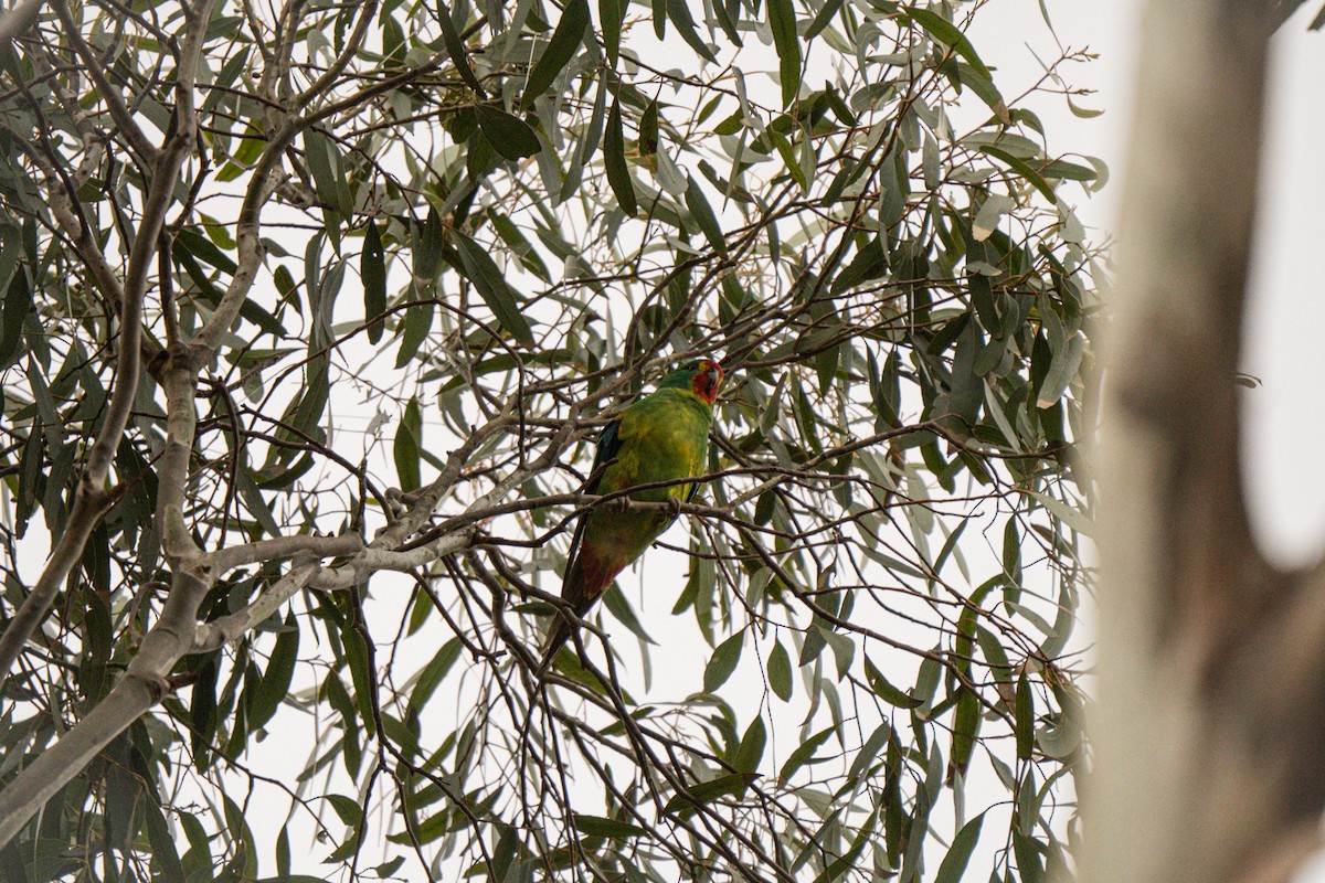 Swift Parrot - ML642426443