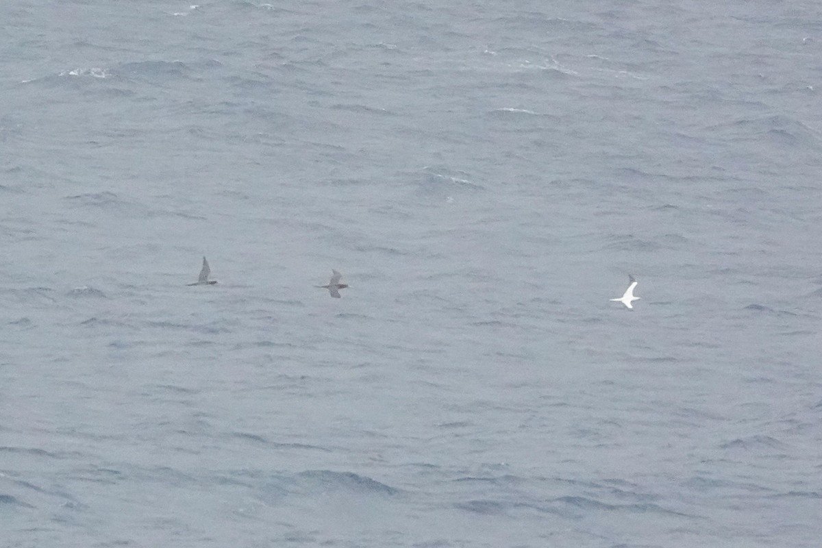 Red-footed Booby - ML642426446