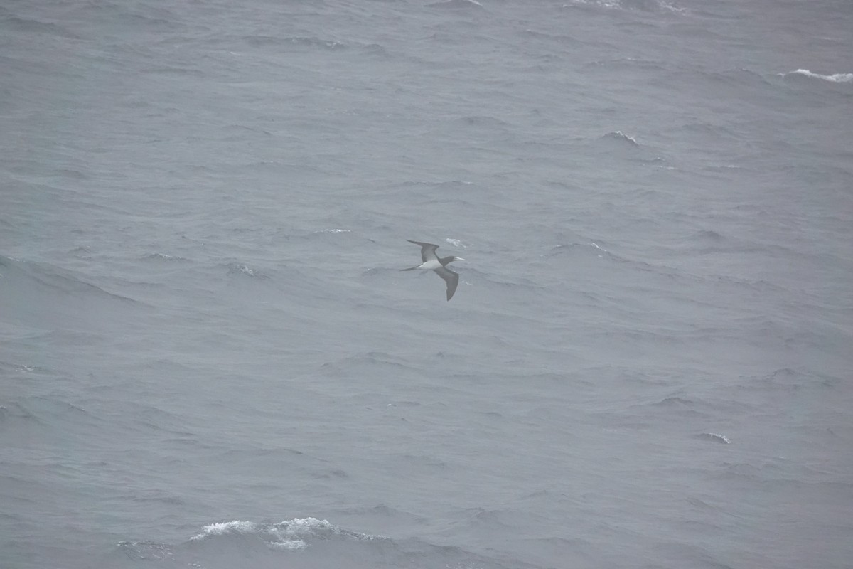 Brown Booby - ML642426462