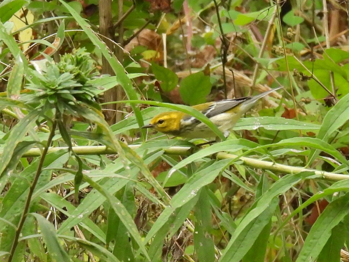 Black-throated Green Warbler - ML642426464
