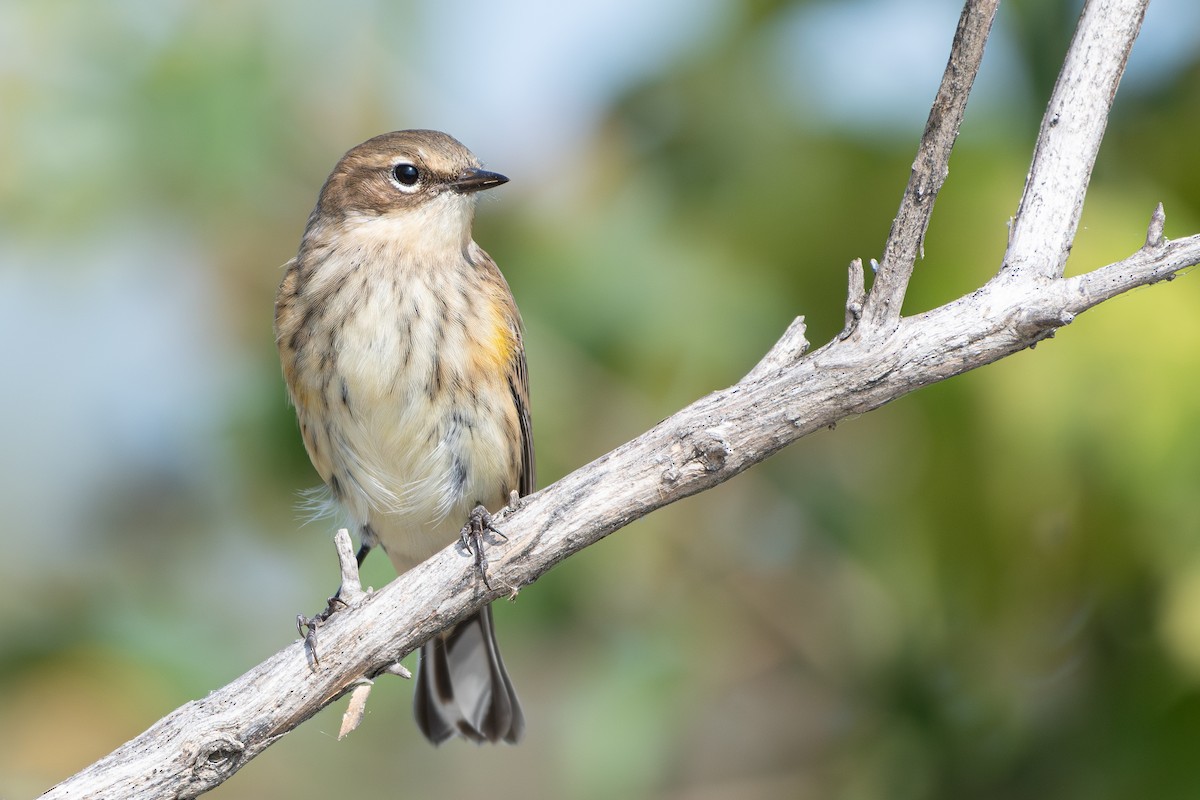Yellow-rumped Warbler - ML642426465