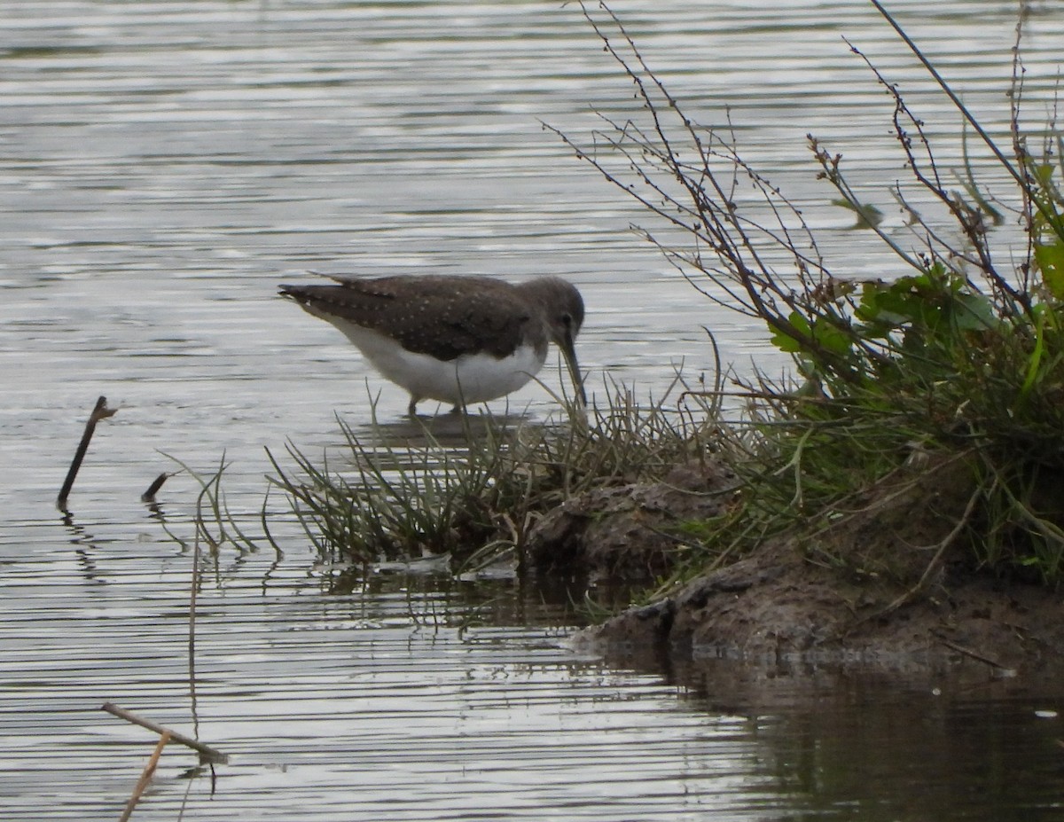 Green Sandpiper - ML642426466