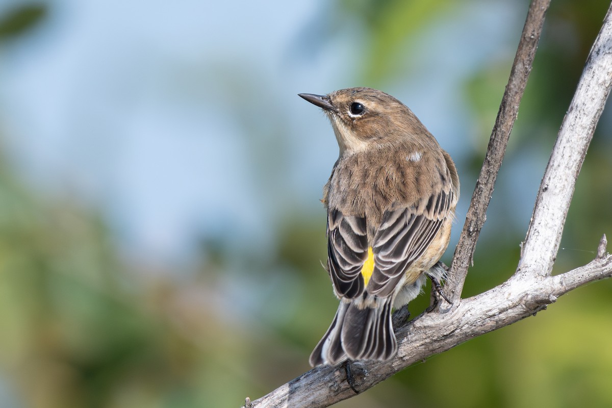 Yellow-rumped Warbler - ML642426467