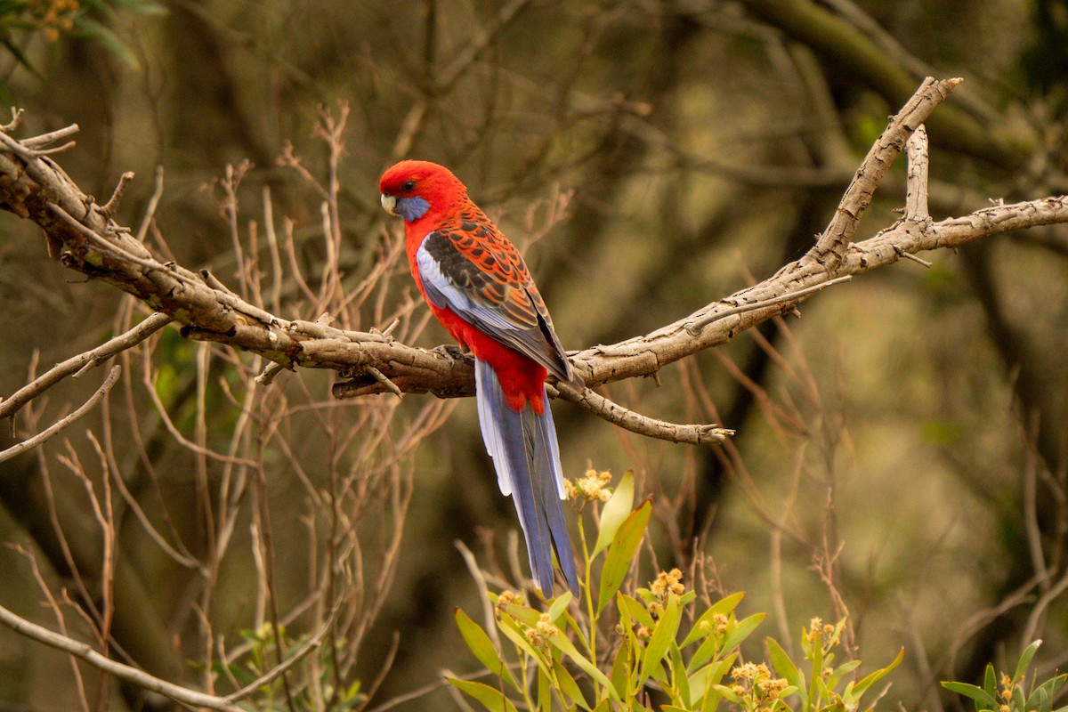 Crimson Rosella - ML642426474
