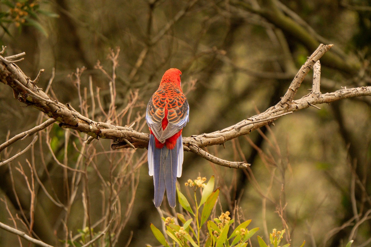 Crimson Rosella - ML642426475