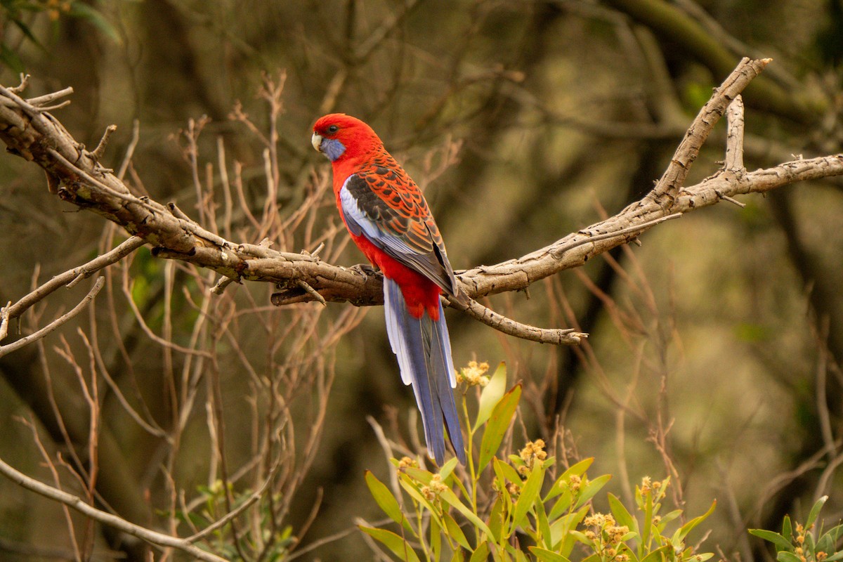 Crimson Rosella - ML642426476