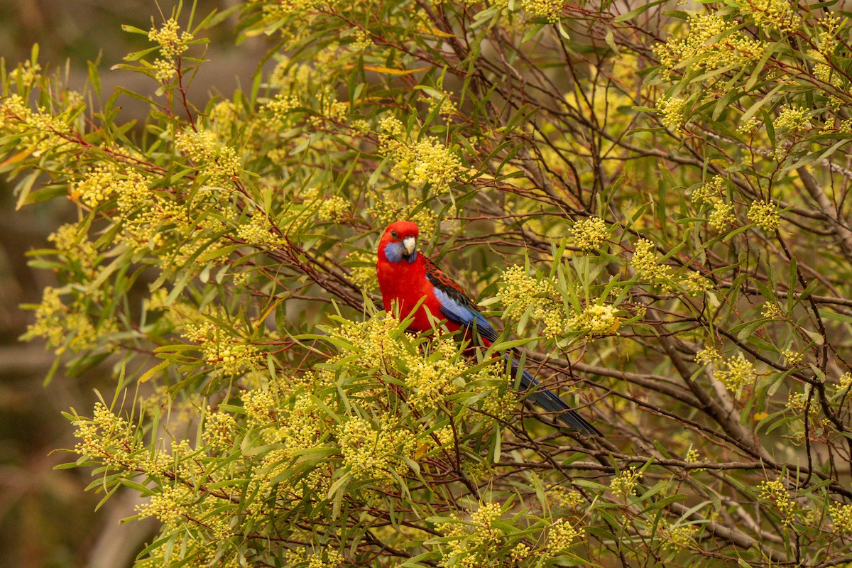 Crimson Rosella - ML642426477