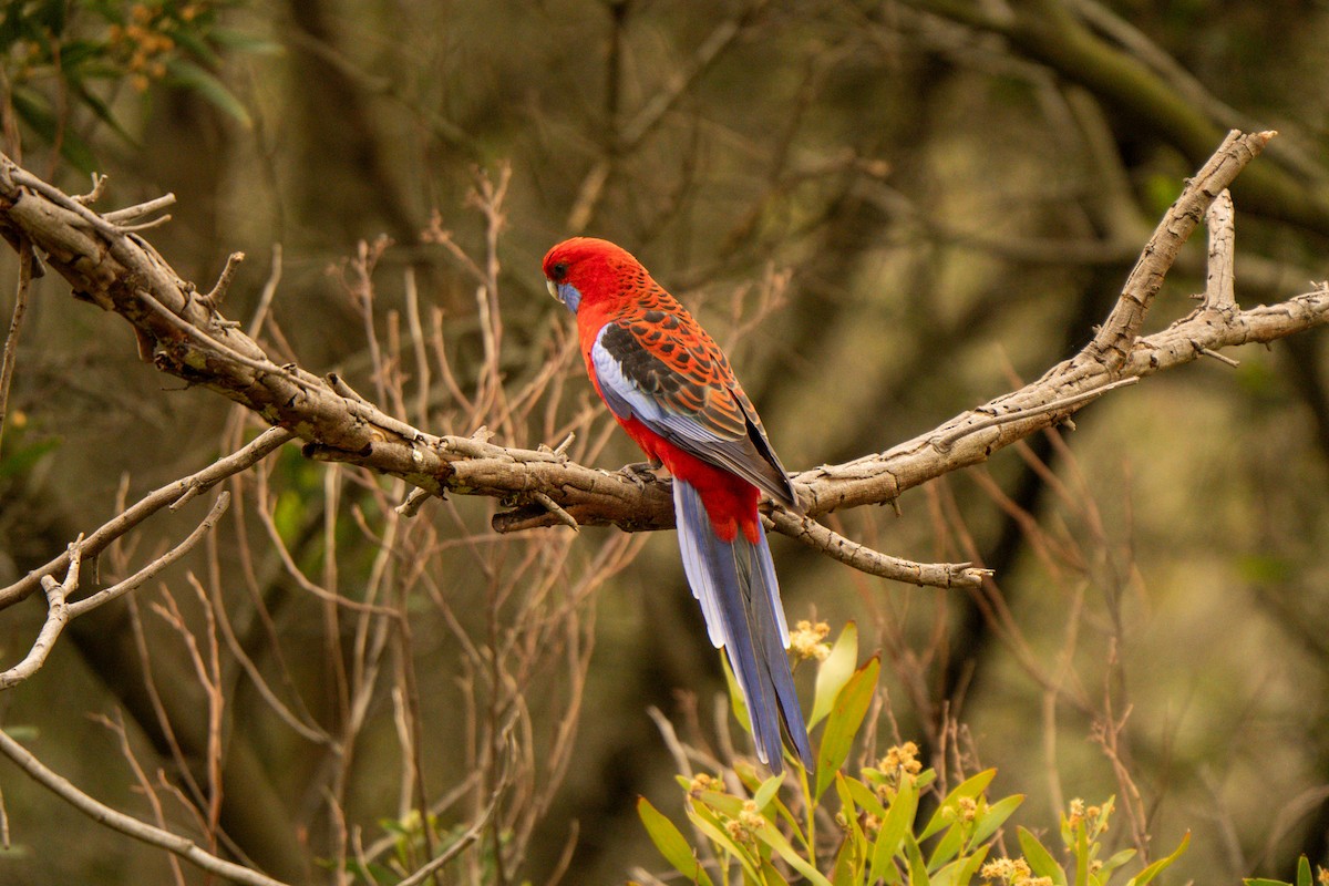 Crimson Rosella - ML642426478