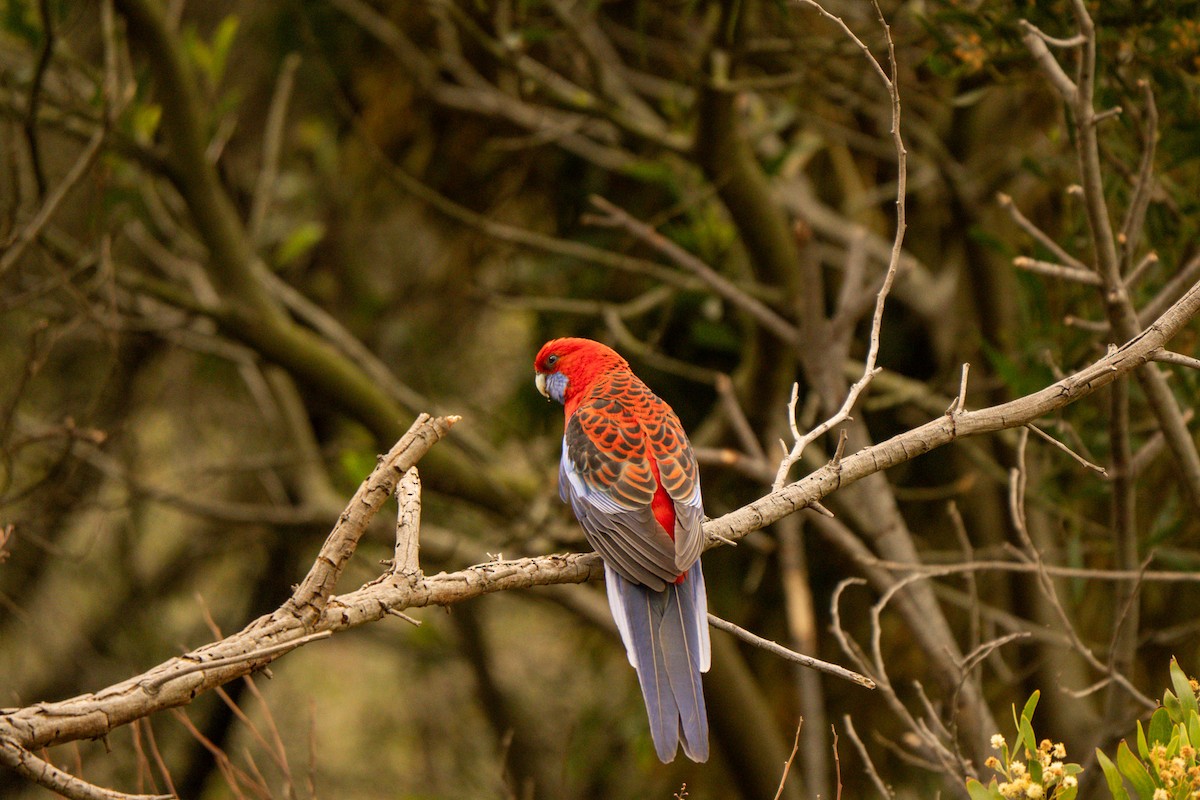 Crimson Rosella - ML642426479