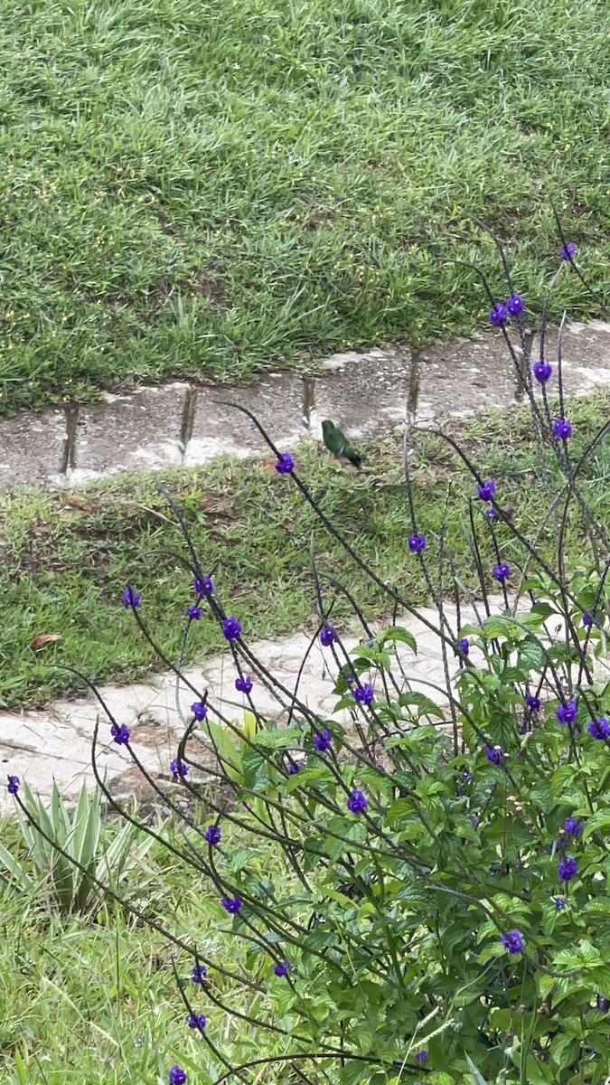 Western Emerald - ML642426528